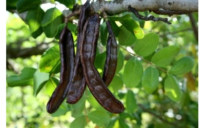 Ahmetlerde Keçi Boynuzu Fidanı Dağıtıldı